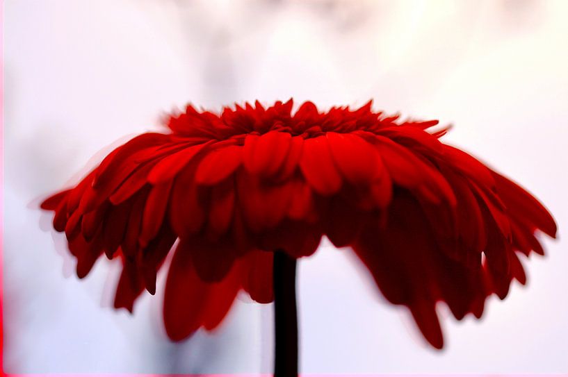 Fond abstrait avec le gerbera rouge par Klik! Images