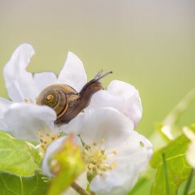 Spring fever Snail on an apple blossom by Tanja Riedel