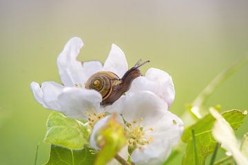 Spring fever Snail on an apple blossom