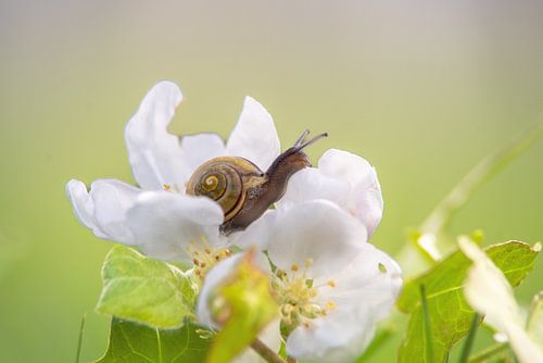 Sentiments printaniers Escargot sur une fleur de pommier sur Tanja Riedel