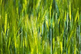 Grass by Frank Herrmann