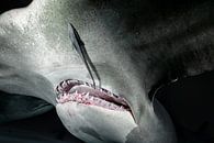 Great Hammerhead by Ramon Stijnen thumbnail