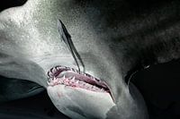 Great Hammerhead