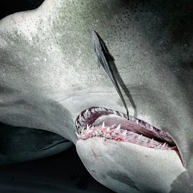 Le grand requin-marteau sur Ramon Stijnen
