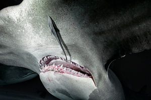 Großer Hammerhai von Ramon Stijnen
