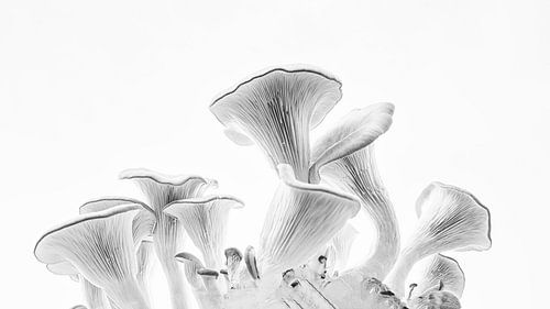 High key Oyster mushroom bed