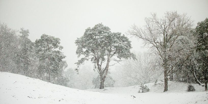 In de sneeuwbui von Nando Harmsen