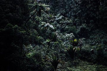 Humid Forest