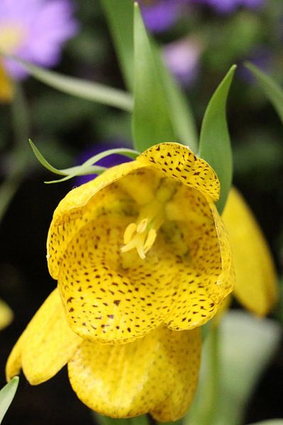 Gelbe Blume by Ulrich Fuchs