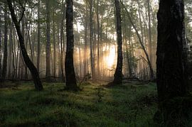 Planken Wambuis part 73 van Tania Perneel