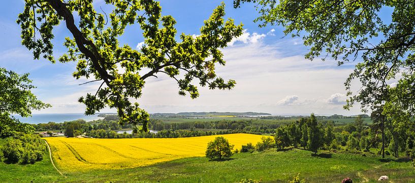 Rapsfeld in Göhren mit Blick zu den Zicker Bergen von GH Foto & Artdesign