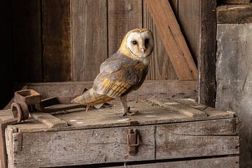 Effraie des clochers, Tyto alba sur Gert Hilbink