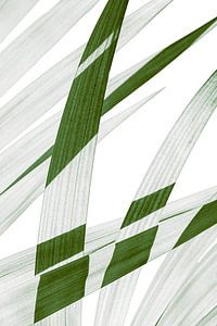 Palmblad