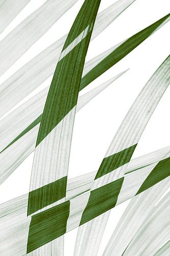 Palm leaf