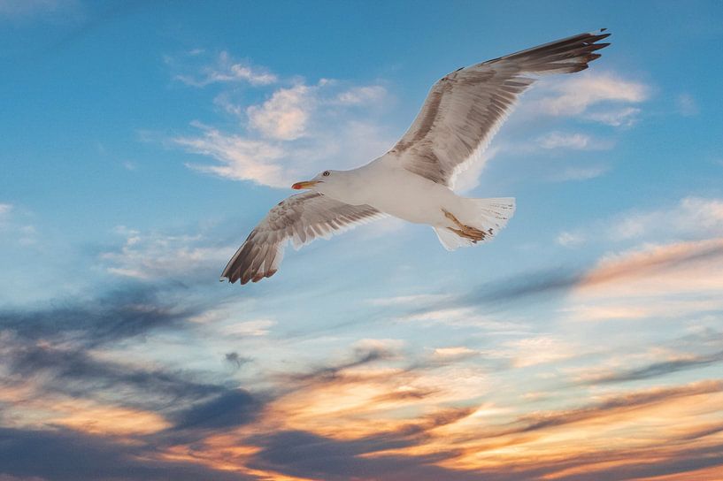 Seagull in Flight by Brian Morgan
