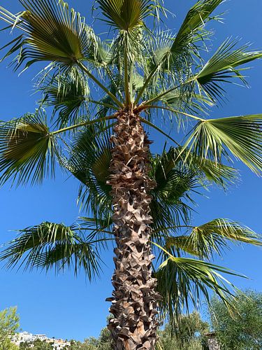 Schönes Palmenfoto