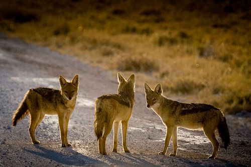 Three jackals on the road by Arthur van Iterson