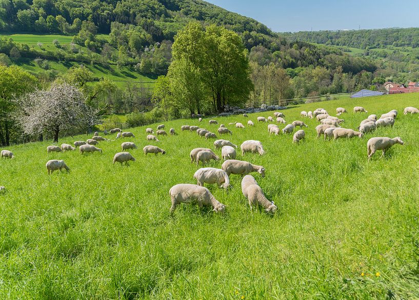 Kudde schapen in de lente van Achim Prill