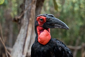 Gemahlener Nashornvogel (männlich)