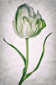 Tulipo8 van Henk Leijen