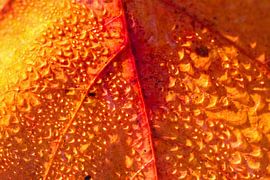 Herbstblatt mit Tropfen von Marieke Funke