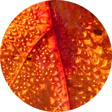 herfstblad met druppels van Marieke Funke