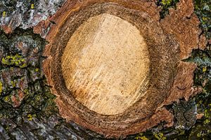 Abstrakt in der Natur
