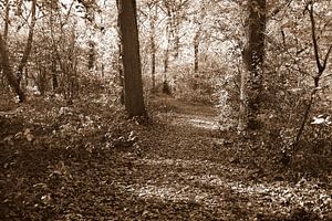 Stille herfstwandeling
