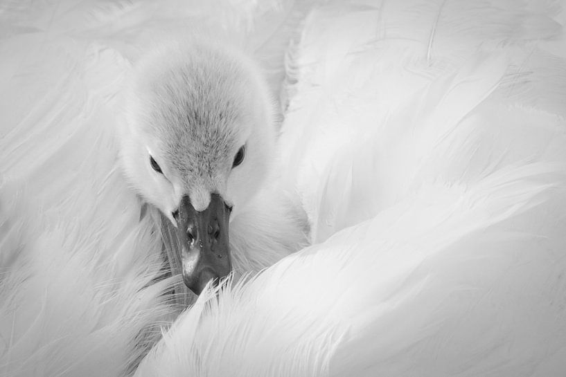 Jonge zwaan. by Karin Tebes