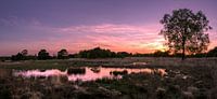 Gold Lake Reflection by Stephan Smit thumbnail