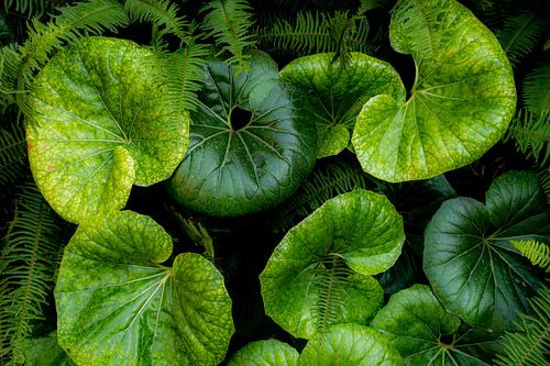 low-key leopard plant pattern background nature green leaves abstraction