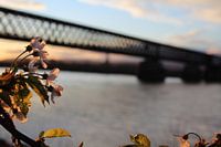 Cherry blossom on the Rhine