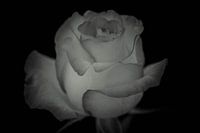 Rose 2