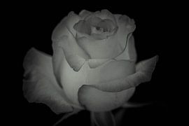 Rose 2 by Peter Scheermeijer