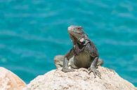 Iguana sunbathing on a rock in Curacao by Joost Winkens thumbnail