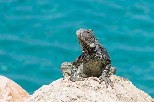 Des léguines prennent un bain de soleil sur un rocher à Curaçao