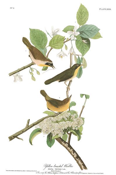 Yellow-Breasted Warbler by Birds of America