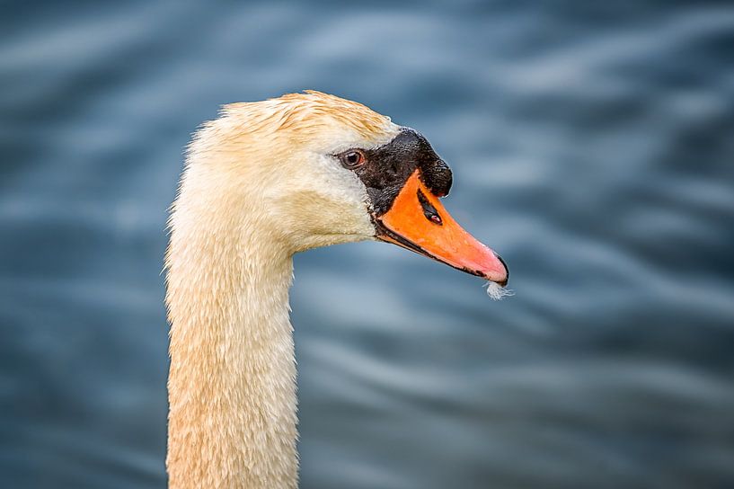 Swan by Leon Okkenburg
