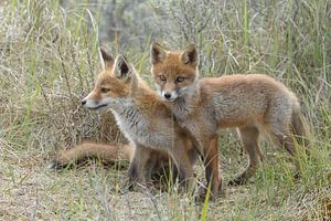 twee jongen vossen by Menno Schaefer