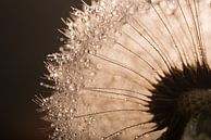 Warme Braun- und Champagnertöne: Licht fällt durch einen Pusteblume von Marjolijn van den Berg Miniaturansicht
