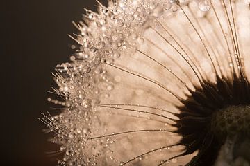 Warm brown and champagne tones: Light falls through a dandelion