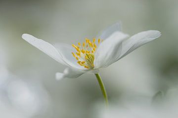 Verträumtes Foto einer Buschwindröschenblüte von KB Design & Photography (Karen Brouwer)