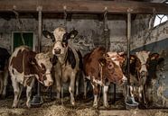 Koeien in oude koeienstal van Inge Jansen thumbnail