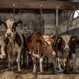 Dutch cows in an old barn by Inge Jansen