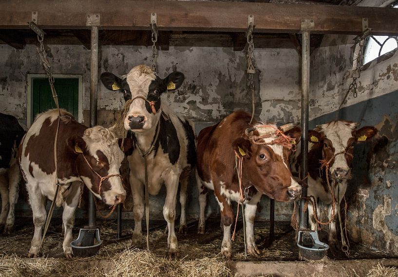 Dutch cows in an old barn by Inge Jansen