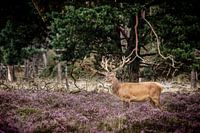 Edelhert op de hoge veluwe