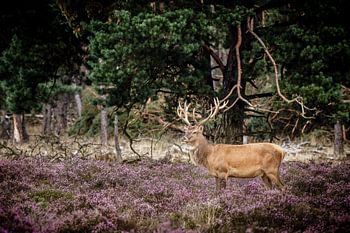 Edelhert op de hoge veluwe