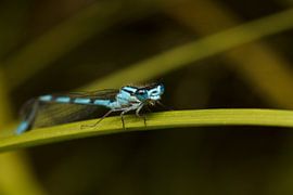 Damselfly posing on leaf von Luis Boullosa