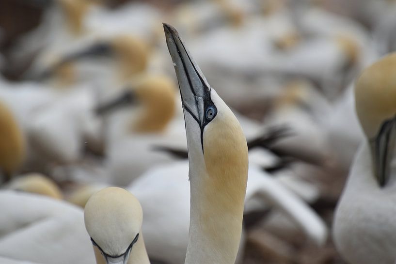 A colony of gannets by Claude Laprise