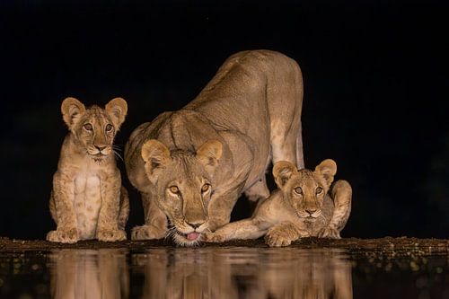 A lioness with two cubs at a watering hole at night by Peter van Dam